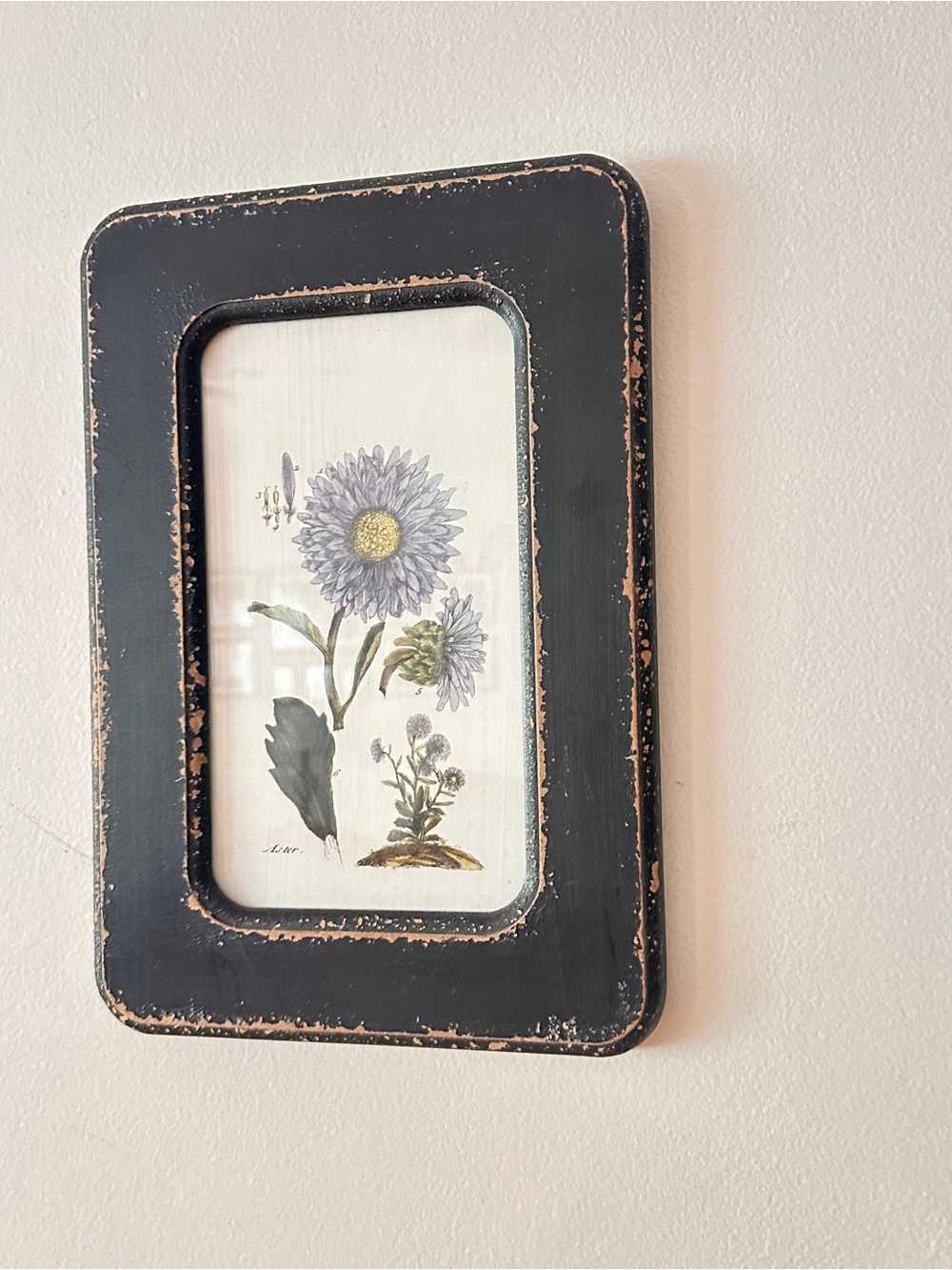 Framed floral Aster print